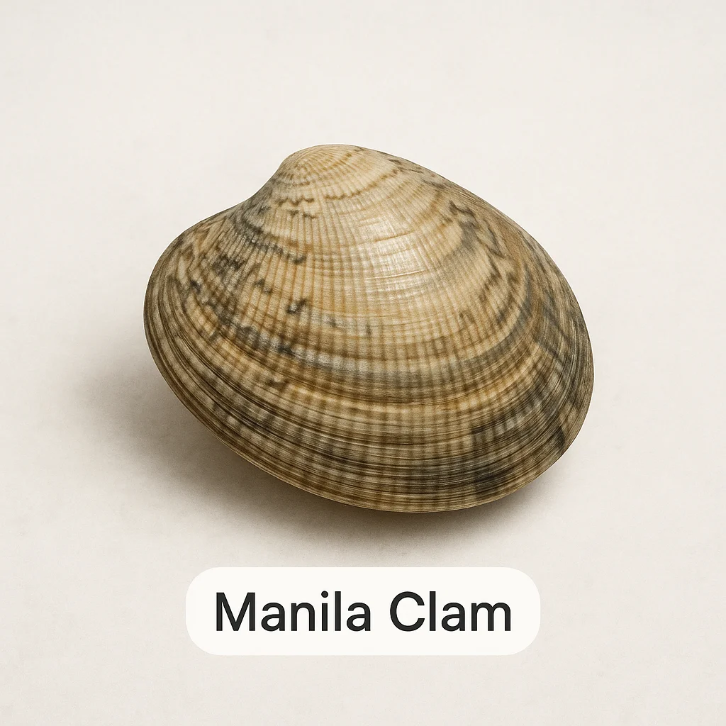 Manila Clam