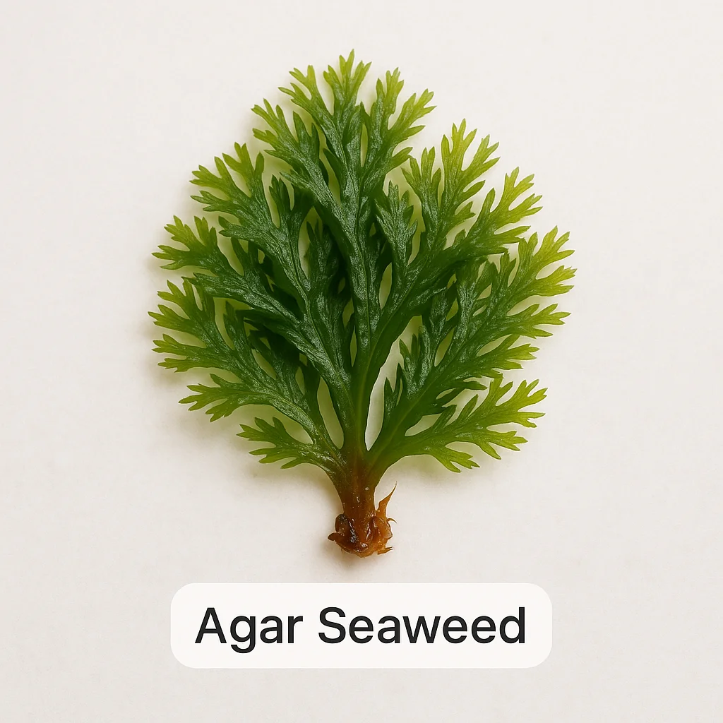 Agar Seaweed