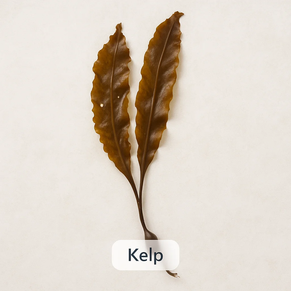Kelp