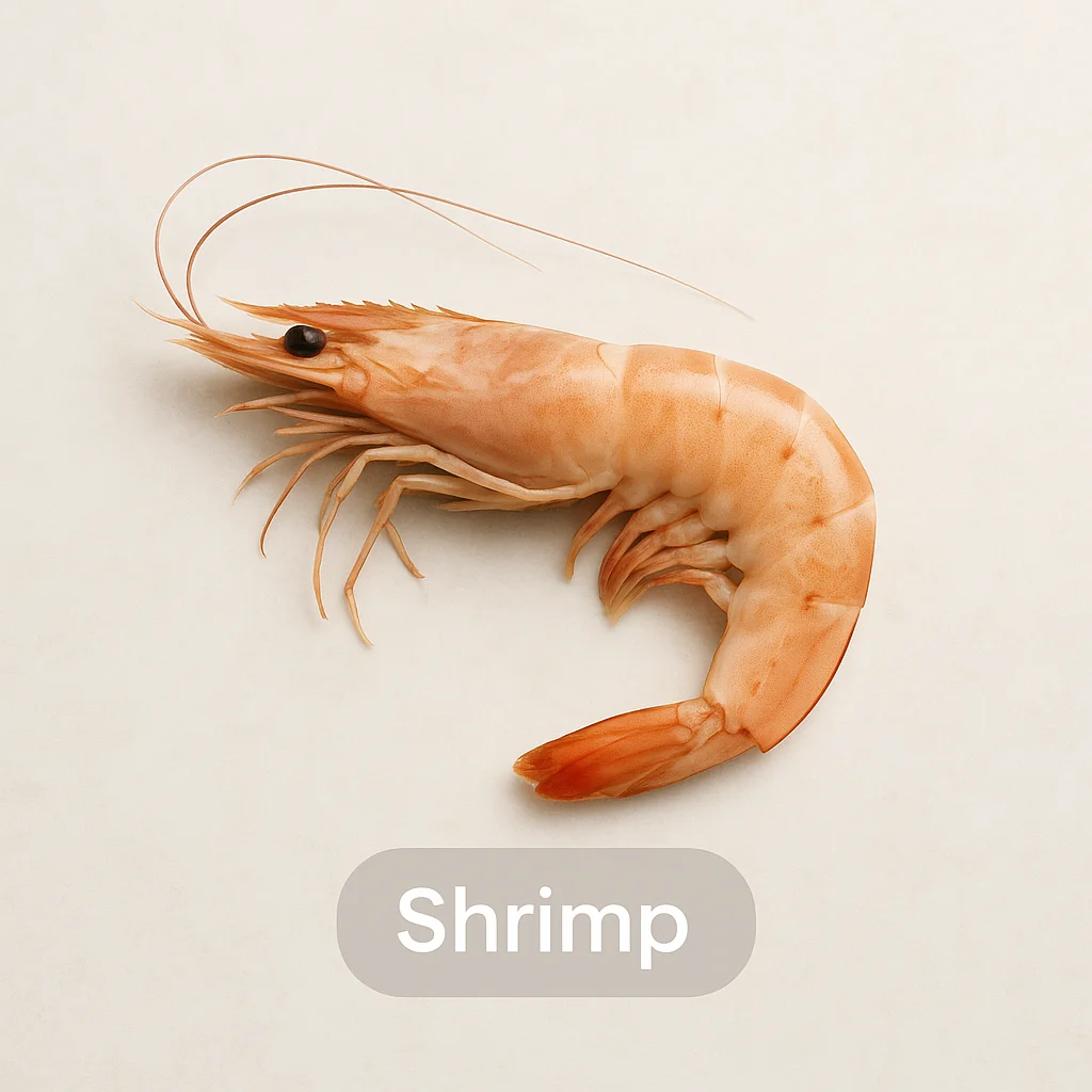 Shrimp