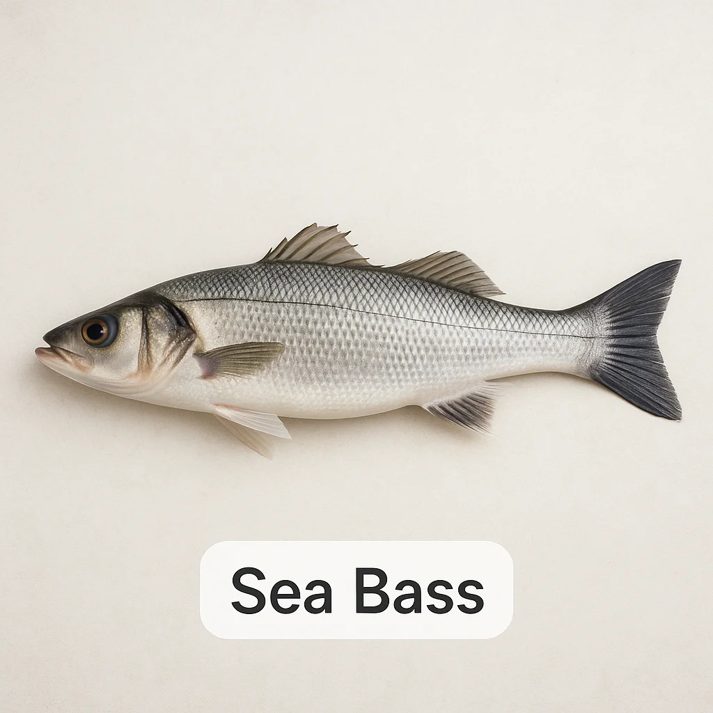 Sea Bass