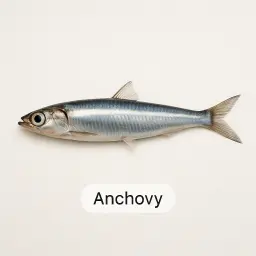Anchovy
