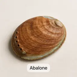 Abalone