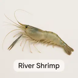River Shrimp