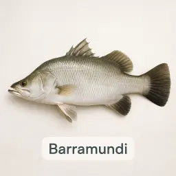 Barramundi