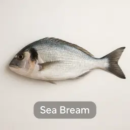 Sea Bream